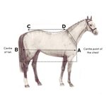 Horseware Rambo Hoody ihottumaloimi + huppu