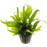 Jaavansaniainen mini, microsorum pteropus, pieni