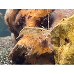 Juovaharjarapu Atyopsis moluccensis