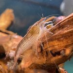 Juovaharjarapu Atyopsis moluccensis