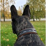 Dog collar with reflex