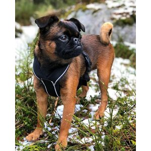 Non-stop Dogwear Line harness