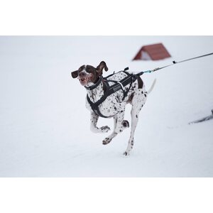 Non-stop Dogwear Freemotion Harness