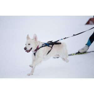 Non-stop Dogwear Freemotion Harness