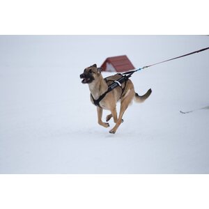 Non-stop Dogwear Freemotion Harness