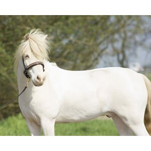 QHP Falabella showriimu