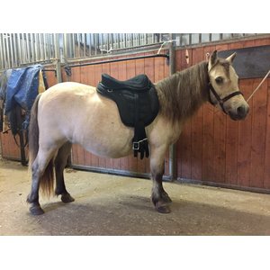 HKM rungoton satula shettikselle