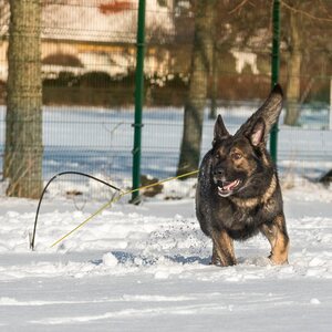 Raddog flexipole "raddog"