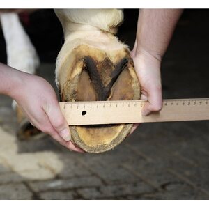 HKM Bootsit