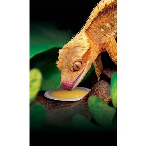 Exoterra crested gecko food 50gr 4kpl