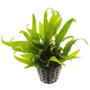 Jaavansaniainen mini, microsorum pteropus, pieni