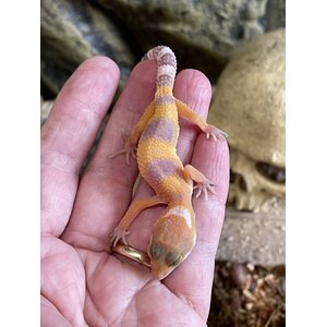 Leopardigekko, Eublepharis macularius