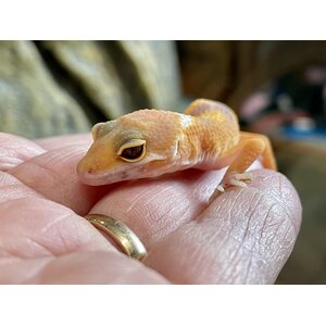 Leopardigekko, Eublepharis macularius