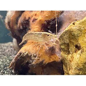 Juovaharjarapu Atyopsis moluccensis