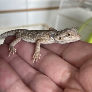 Parta-Agama,pieni poikanen