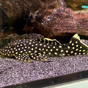Golden Nugget L018, Baryancistrus xanthellus