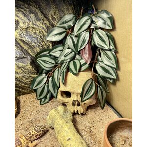 Giganterra köynnöskasvi Tradescantia S, 30cm