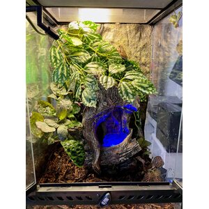 Giganterra köynnöskasvi Pilea S, 30cm