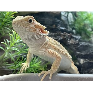 Parta-Agama, nuori