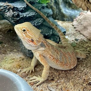 Parta-Agama, nuori
