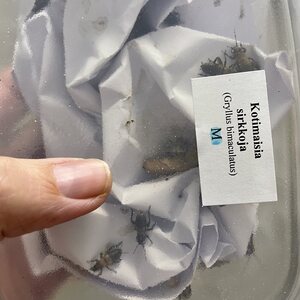 Kenttäsirkkoja tukkupakkaus, M-koko (n. 1000kpl), Gryllus bimaculatus