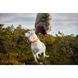 Non-stop Dogwear Safe Collar