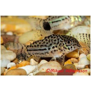 Leopardimonninen, Corydoras trilineatus