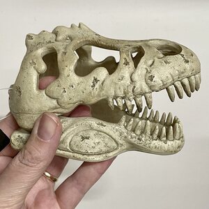Exoterra T-Rex pieni pääkallo, 13,5cm