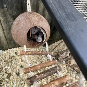 Beeztees Kookospesä portailla