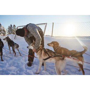 Non-stop Dogwear Nansen Nomeharness