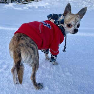 Koiran huppari, TouchDog™