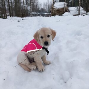 Dogman Rex heijastava liivi, pinkki