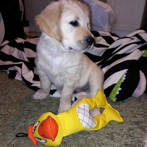 Best Friend Floaty kelluva koiran lelu