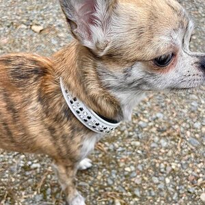 Tässä kuvassa on koko 30cm ja koira on 2,2kg chihuahua
