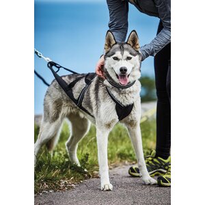 Kennel Valjas Nome Active