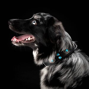 Globus dog collar, turquoises