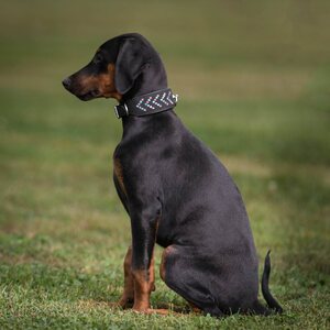 Globus dog collar, <<<>>>