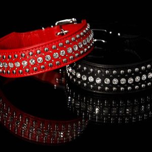Globus dog collar, studs+crystals