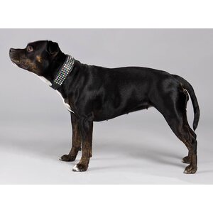 Globus dog collar, c.stones/4 rows