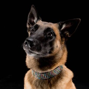 Globus dog collar, c.stones/4 rows