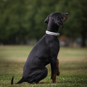Globus dog collar, stones, 2 rows