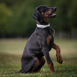 Globus dog collar, stones, 2 rows