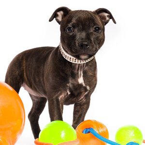 Globus dog collar, stones, 2 rows