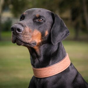 Globus dog collar "etash"