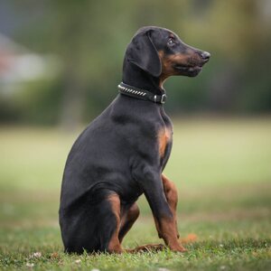 Globus dog collar "muffin"