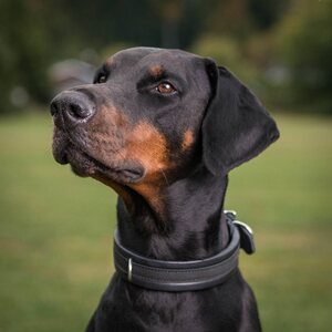 Globus dog collar "jade"