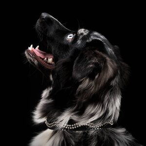 Globus dog collar, snake+wave
