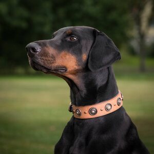 Globus dog collar "dorrit"