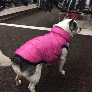 Collar Airy Vest koirantakki, ultrakevyt