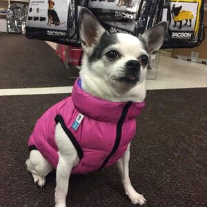 Collar Airy Vest koirantakki, ultrakevyt